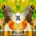 Ishare Tere Karti Nigah (dj Remix)